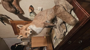 Trophäen Fuchs, Gams, Reh, Eule ..