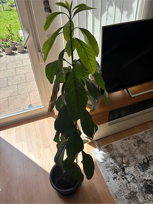 Avocado Baum Bild 2