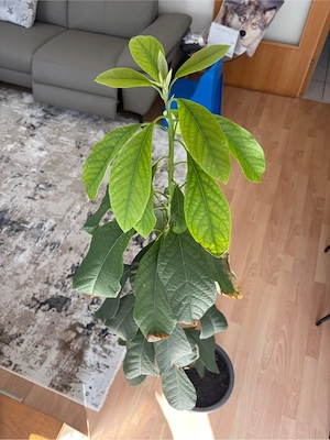 Avocado Baum Bild 3