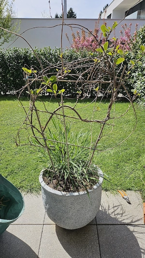 Kiwie im Topf zu verschenken