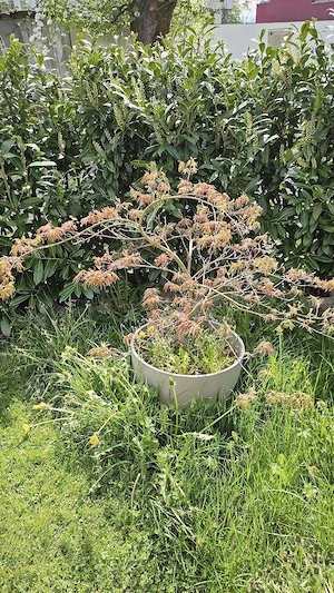 Verschenke Japanisches Bäumche  im Topf
