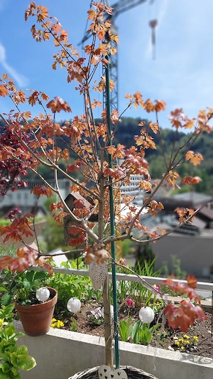 Ahornbäumchen zu verkaufen! Bild 2