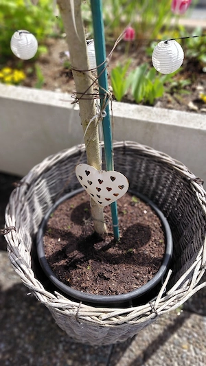 Ahornbäumchen zu verkaufen!