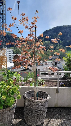 Ahornbäumchen zu verkaufen! Bild 5