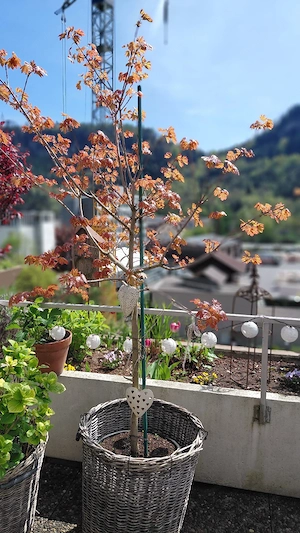 Ahornbäumchen zu verkaufen! Bild 4