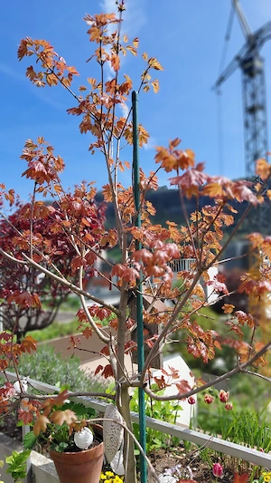 Ahornbäumchen zu verkaufen! Bild 3