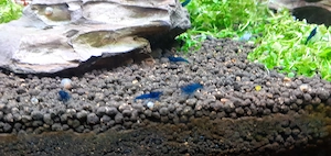 Garnelen fürs aquarium