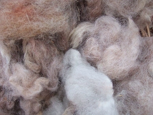 Schafwolle Ungewaschen 3 säcke