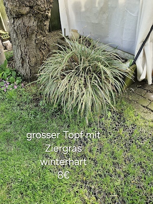 verschiedene Pflanzen Bild 3