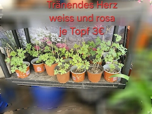 verschiedene Pflanzen