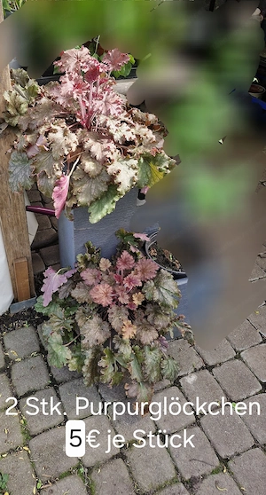 verschiedene Pflanzen Bild 4