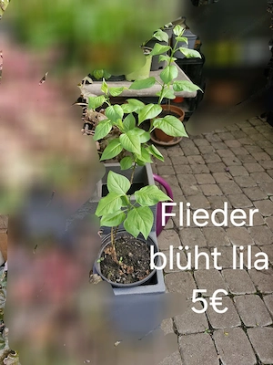 verschiedene Pflanzen Bild 2