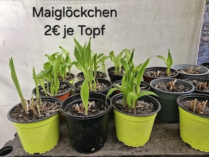 verschiedene Planzen für den Garten