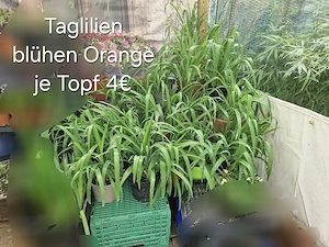 verschiedene Planzen für den Garten Bild 2