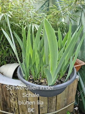 verschiedene Planzen für den Garten Bild 3