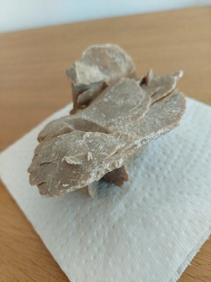 Wüstenrose Sandrose  Bild 3