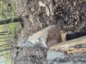 Buchenstämme Tischlerware  Bild 4