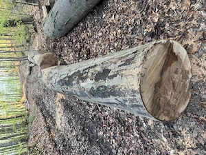 Buchenstämme Tischlerware  Bild 3