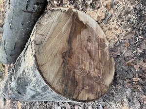 Buchenstämme Tischlerware 