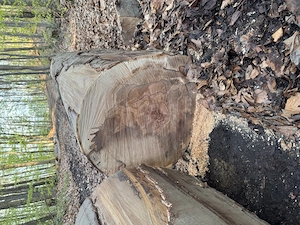 Buchenstämme Tischlerware  Bild 2