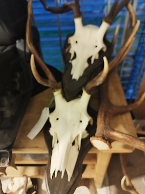 Trophäen zu verkaufen Bild 2