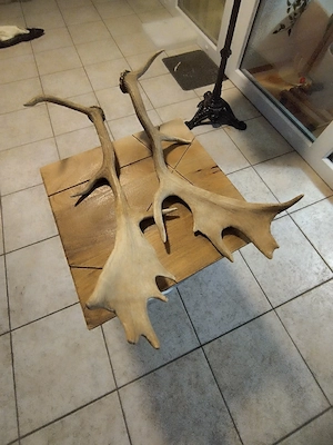 Trophäen zu verkaufen Bild 5