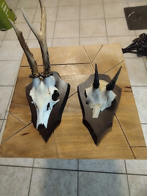 Trophäen zu verkaufen Bild 3