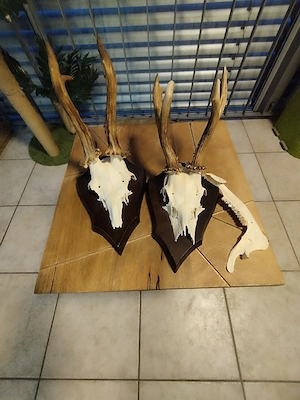 Trophäen zu verkaufen Bild 4