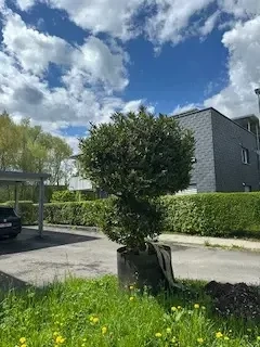 Zweistämmiger Kirsch-Lorbeerbaum  Bild 4