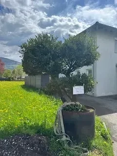 Zweistämmiger Kirsch-Lorbeerbaum  Bild 5