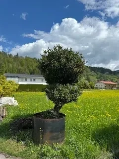 Zweistämmiger Kirsch-Lorbeerbaum  Bild 2