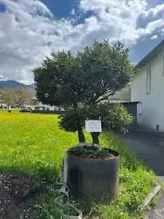 Zweistämmiger Kirsch-Lorbeerbaum  Bild 3