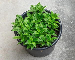 Rosmarin im großenTopf; Phlox im 15 lt. Topf   Bild 3