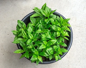 Rosmarin im großenTopf; Phlox im 15 lt. Topf   Bild 4