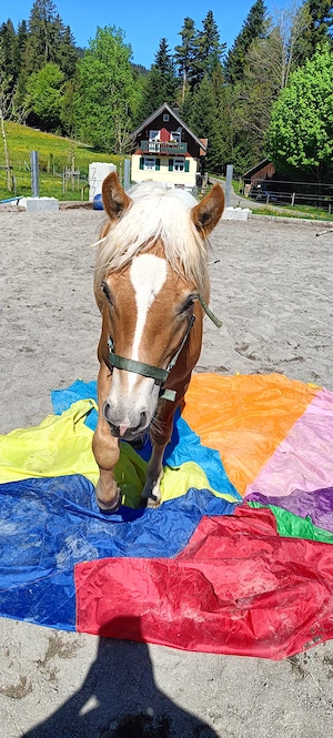 Biete Pflegebeteiligung  Bild 2