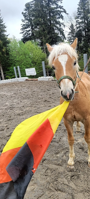 Biete Pflegebeteiligung  Bild 3