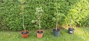 Obstbäume, Apfelbaum, Birnbaum, Pfirsichbaum 