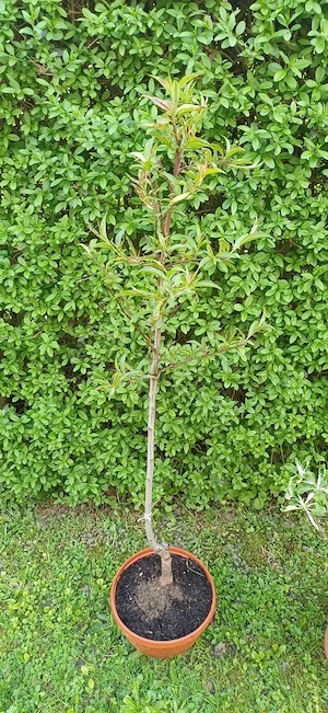 Obstbäume, Apfelbaum, Birnbaum, Pfirsichbaum  Bild 5