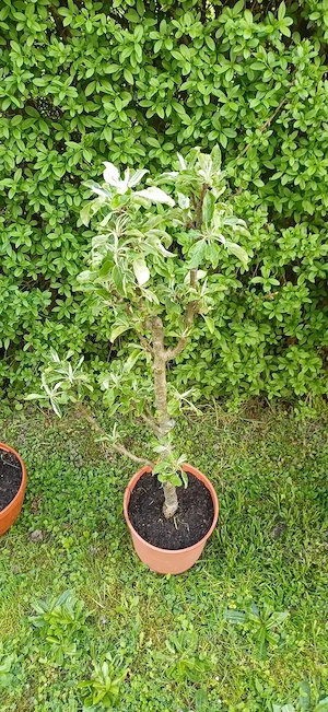 Obstbäume, Apfelbaum, Birnbaum, Pfirsichbaum  Bild 4