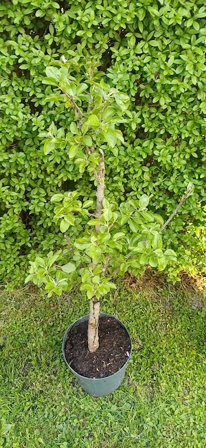 Obstbäume, Apfelbaum, Birnbaum, Pfirsichbaum  Bild 3