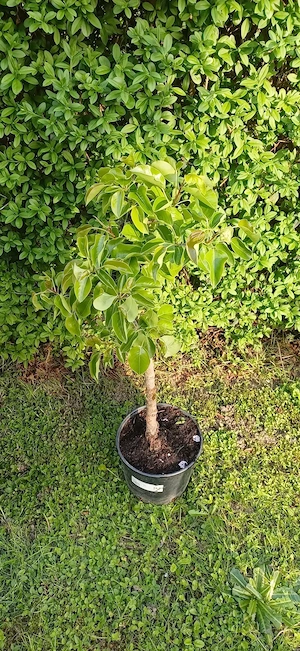 Obstbäume, Apfelbaum, Birnbaum, Pfirsichbaum  Bild 2