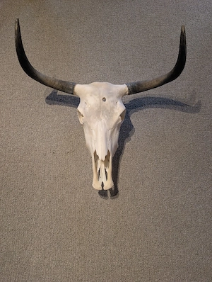 Yakschädel Kuh Bild 2