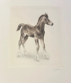 Kurt Meyer-Eberhardt (1895-1977) - 5 Radierungen: Junges Fohlen, Rehkitz, Hunde Bild 4