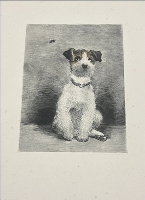 Kurt Meyer-Eberhardt (1895-1977) - 5 Radierungen: Junges Fohlen, Rehkitz, Hunde Bild 5
