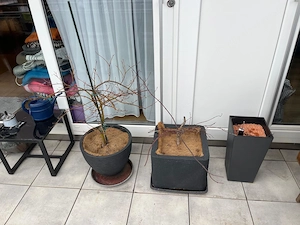 Diverse Pflanzkübel   verschiedene Größen & Designs Bild 4