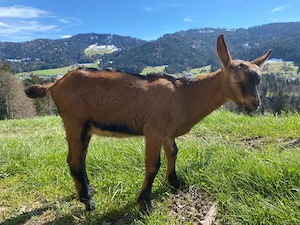 Gemsfarbiger Gebirgsziegenbock Bild 2