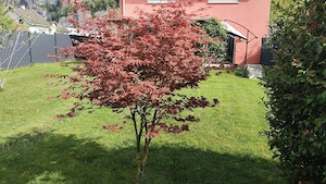 Kanadischer Ahor Bild 2