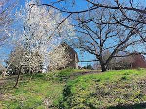 Landhaus in Westungarn renoviert mit grossem Nebengebäude und 1900 m2 Grundstück Bild 10