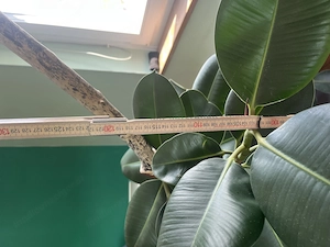 Große Zimmerpflanze (Ficus elastica) Bild 3