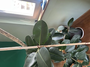 Große Zimmerpflanze (Ficus elastica) Bild 2